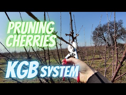 How to prune cherry trees on KGB training system