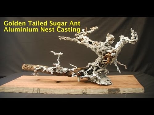 Aluminium Casting of a Golden Tailed Sugar Ant Nest - 2014/10/11