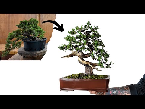 Nursery Stock TRANSFORMED Into A Bonsai!