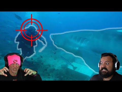 DIVERS REACT TO SHARK ATTACK CAUGHT ON VIDEO