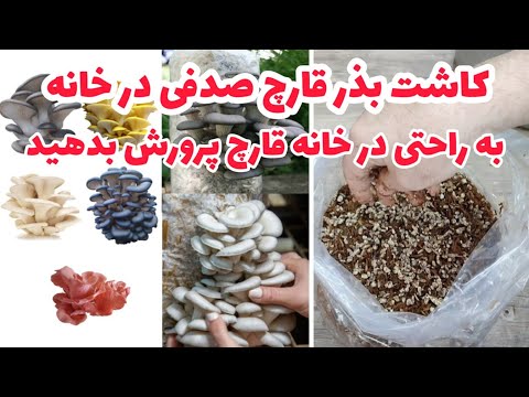 پروش قارچ صدفی در خانه با پوست برنج / کم دردسر ترین و کم هزینه ترین پرورش قارچ