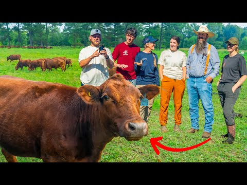 Why Farmers Can’t Stop Talking About This Breed Of Cattle