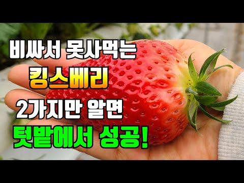 비싸서 못사먹는 킹스베리(왕딸기) 이제 텃밭에서도 딱 2가지만 알고 심으면 성공합니다.