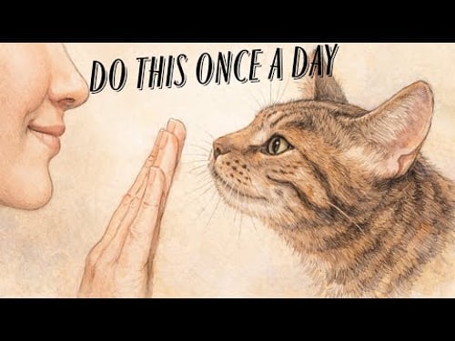 Do These 6 Things Daily That’s How Cats Know You Love Them
