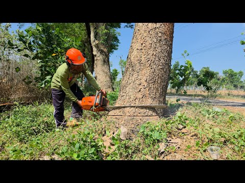 Tebang 2 pohon pinggir jalan!