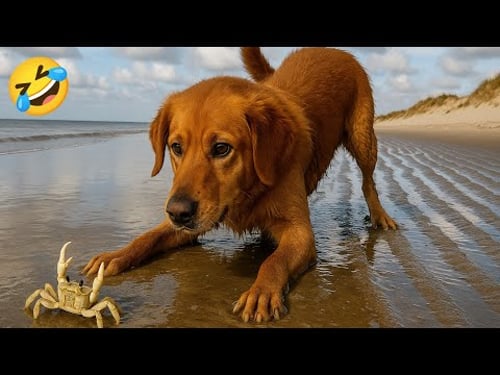 New Funniest videos of Cats🐈 and Dogs🐕2025. Try Not To Laugh 😂