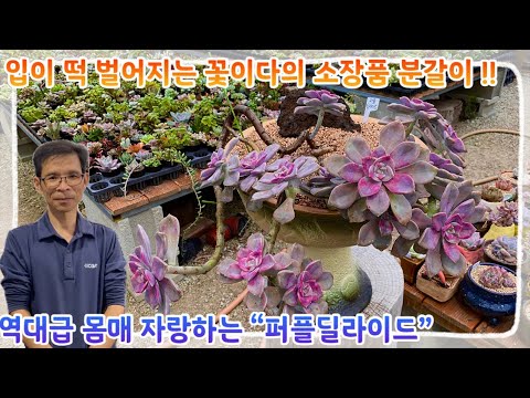 손만 댔다 하면 역대급 작품들의 탄생 !! 언제나 흥미로운 꽃이다의 소장품 분갈이 !! 오늘 이 영상 시청안하면 평생후회 ?! 다들 어서들 구경오세요 !~~