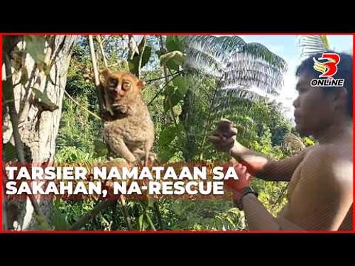 Tarsier namataan sa sakahan, na-rescue