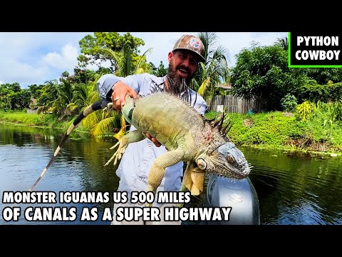 Florida’s 500-Mile Canal System Is A Monster Iguana Super Highway