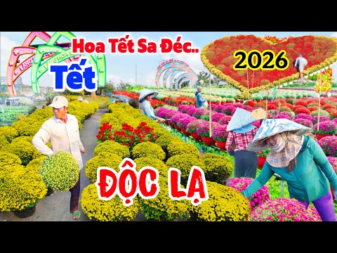 Nôn NAO" làng hoa Sa Đéc Tết 2026/ cúc Mâm Xôi giá rẻ Độc Lạ đón Festival