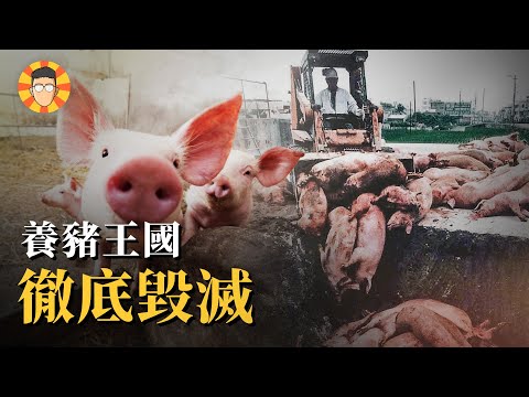 數百萬頭死豬無處可埋,30年前的口蹄疫有多可怕?