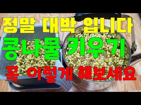 콩나물 키우기 2 👉누구나 실패없이 정말 쉽게 일주일만에 키우는 방법
