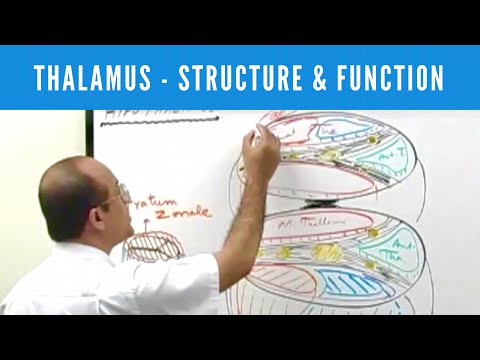 Thalamus | Structure and Function | Neuroanatomy