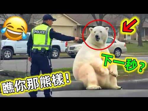 😂懷疑這些高智商動物是人類轉世的!遇上它們發生了許多有趣的事#動物搞笑視頻 #動物 #動物搞笑 #動物成精 #動物的迷惑行為 #世界之最 #老王看世界