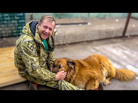 Вы помните ЭТУ СОБАКУ из Донецка? Олег Зубков. стоял перед ней на коленях и плакал, теперь ОНА ДОМА!