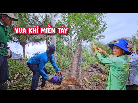 Vua Khỉ cùng đệ T.ử cắt hạ hàng chục gốc cây Tràm và Dừa Giáp với Cà Mau (1/2)...