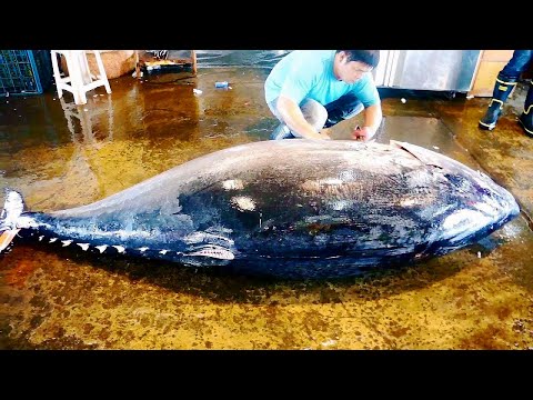 $30,000 / 400KG Giant Bluefin Tuna Cutting