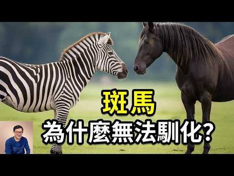 斑馬到底有多不可思議?黑白條紋竟然暗藏玄機!最瘋狂的馬科動物,無法被馴化的真正原因……【老肉雜談】#動物 #生物 #科普 #斑馬 #冷知識