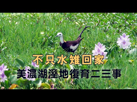 【棲地復育】不只水雉回家|美濃湖溼地復育二三事 (我們的島 1129集 2021-11-01)