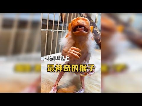 盘点世界上最神奇的猴子,每一种都藏着你意想不到的生存智慧!