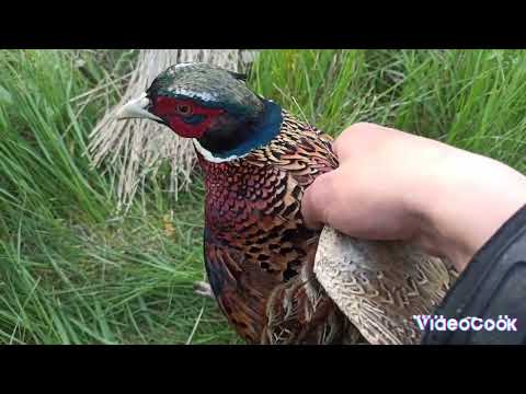 ТОП 5 ЛОВУШКИ НА ПТИЦУ.СБОРНИК КРУТЫХ ЛОВУШЕК НА ФАЗАНА КУРОПАТКУ УТКУ ЗАЙЦА И ЛЕСУ. ОХОТА БЕЗ РУЖЬЯ