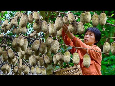 Wild kiwifruit are full of trees, and the grandmother and grandfather pick them by the handfuls