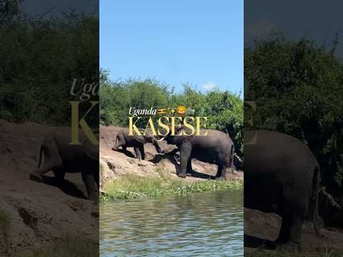 steal my 3 day Queen Elizabeth itinerary! #explore #uganda #safari #gamedrive #lion