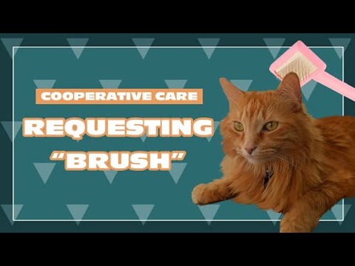 Requesting "Brush" | Cooperative Care with Justin