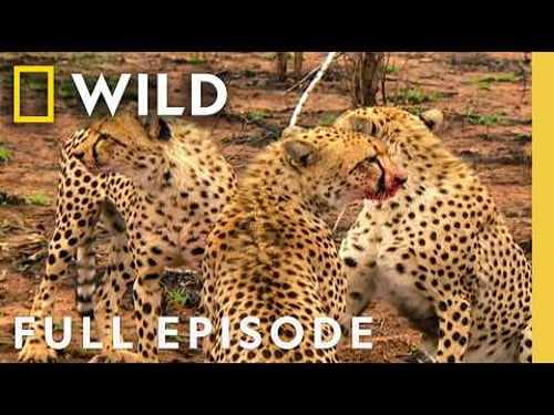 Dare or Die (Full Episode) | Animal Fight Night | Nat Geo Animals