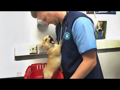 When Your Pets Interrupt Their Own Vet Checkups 🤣 Funniest Pet Reactions!