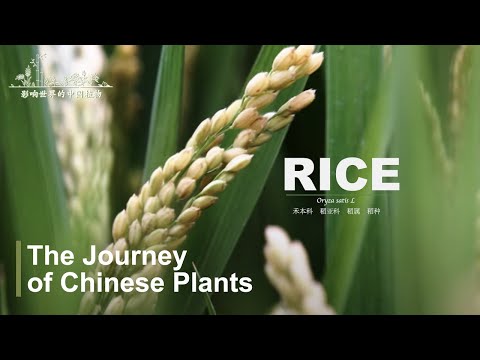 【ENG SUB】The Journey of Chinese Plants RICE|1080P