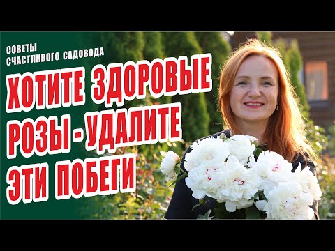 ХОТИТЕ ЗДОРОВЫЕ РОЗЫ - УДАЛИТЕ ЭТИ ПОБЕГИ. СЛЕПЫЕ, НЕРАЗВИТЫЕ, СЛЕПЫЕ НЕРАЗВИТЫЕ ПОБЕГИ. РОЗЫ В САДУ