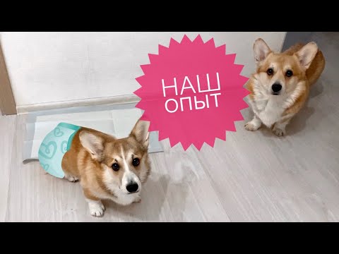 КАК ПРИУЧИТЬ ЩЕНКА К ПЕЛЕНКЕ / что нам помогло / Приучение щенка к туалету (дома)