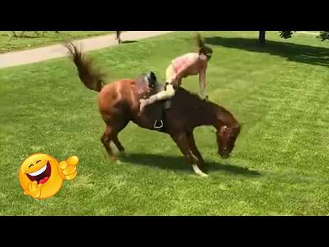 Animais de Fazenda espertos e engraçado. Parte 15, Vão te Fazer Rir Sem Parar!