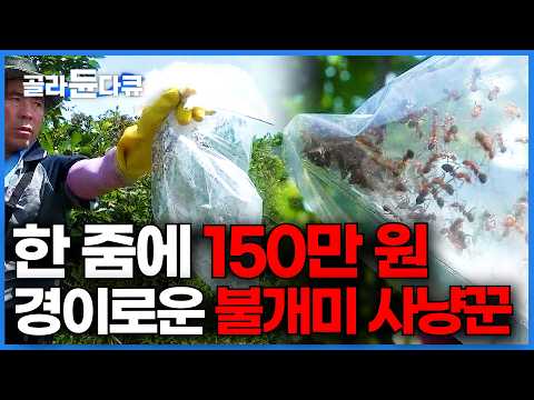 어마어마한 몸값. 한국에서 가장 사나운 개미 잡아다 먹고사는 남자|말벌 사냥꾼|불개미 잡이|극한직업|#골라듄다큐