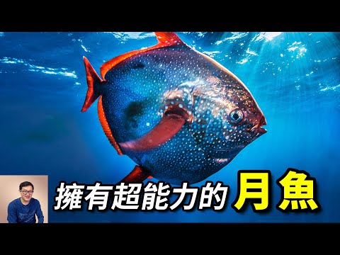 皇帶魚的近親,進化出超越大白鯊的超能力,目前已知唯一真正的溫血魚——月魚【老肉雜談】#動物 #海洋生物 #魚 #fish #野生動物
