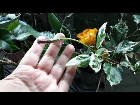 Сонячний день .Мої кімнатні рослини. #сансев'єрії #сенполії #гібіскуси #інші #київ 2025