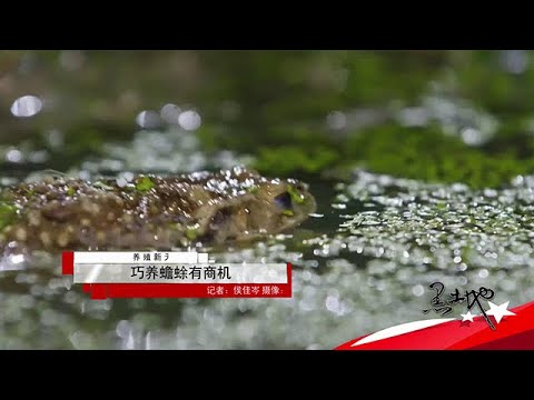 黑土地 20250913:巧養蟾蜍有商機