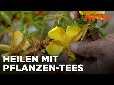 La Réunion: Kreolische Kräuter | Medizin in fernen Ländern Reupload | ARTE Fernweh