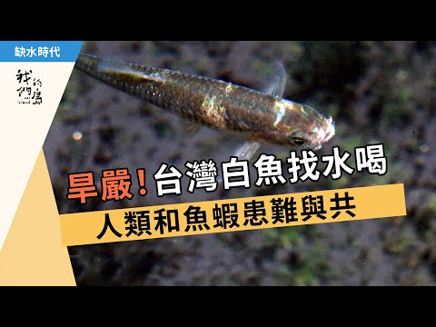 旱嚴!台灣白魚找水喝│人類和魚蝦患難與共 (我們的島 1107集 2021-05-31)【缺水乾旱】