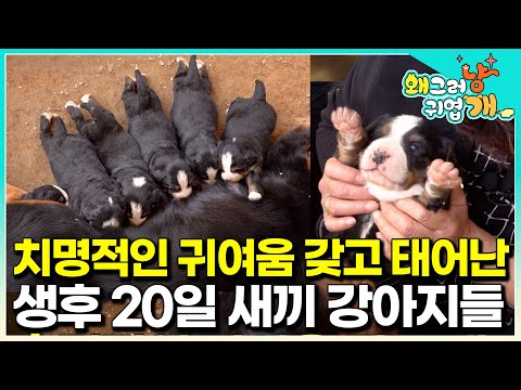 "Come see the 20-day-old puppies" The story of 13 newborn puppies who can't even open their eyes ...