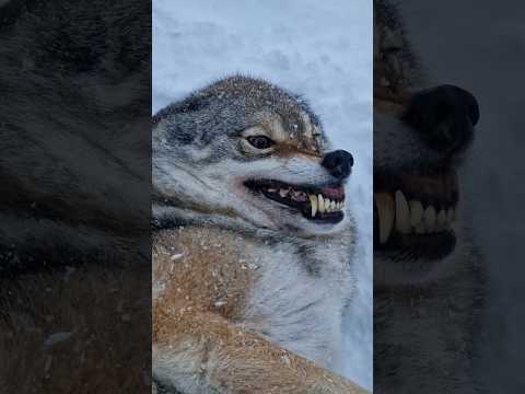 EUROPEAN GREY WOLF SUBMITS - Wolf Behaviour & Why they do this? #wolf #wolfgrowl