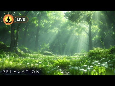 This live stream has ended. We will release a new version of this live stream soon. See link below