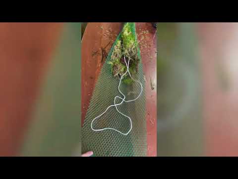 Создаем высокий тотем с автополивом для Монстеры!