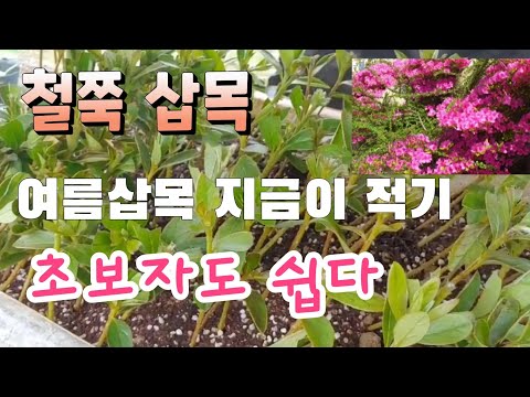 여름 철쭉 삽목 지금이 적기 도전해 보세요 영산홍 삽목 백철쭉
