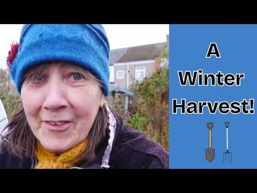 A Great Harvest and A Perfect Christmas Tree!