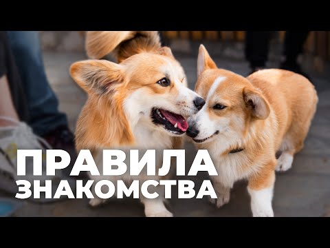 How to Introduce Dogs Properly 🐶 Common Mistakes and Tips for Meeting on a Leash