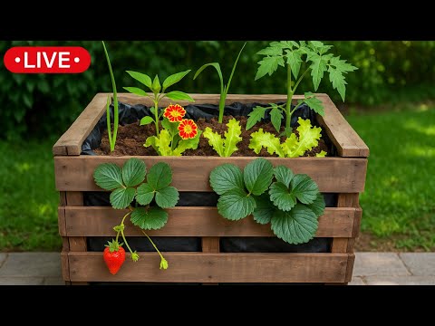 🔴BIO - Garden in Box - Live - With all the Secrets!