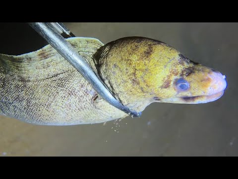 Diving under the sea to catch eels, crabs and sea cucumbers | Part 76-1