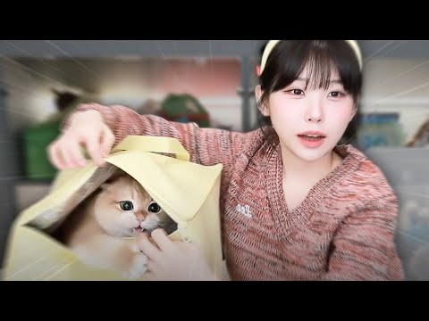 고양이는 왜 상자를 좋아하는 걸까